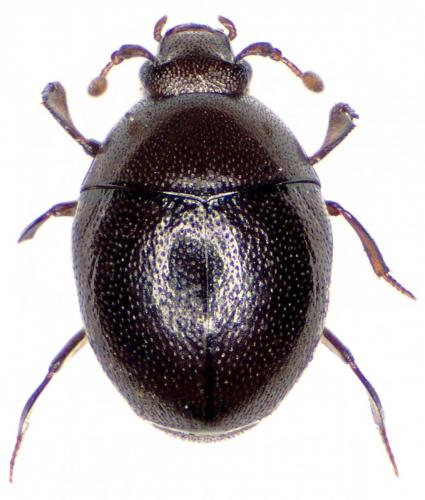 Abraeus perpusillus