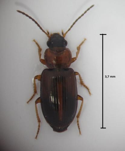 Réf. 162 157 : Acupalpus flavicollis
