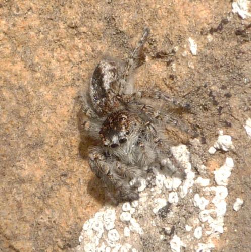 Philaeus chrysops