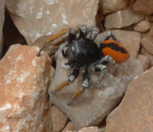 Philaeus chrysops