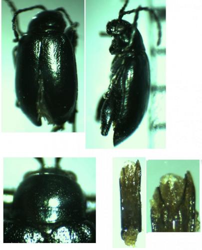 Réf. 162 794 : Altica sp.