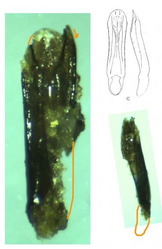 Réf. 162 999 : Altica sp.