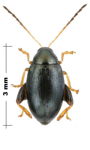 Psylliodes isatidis