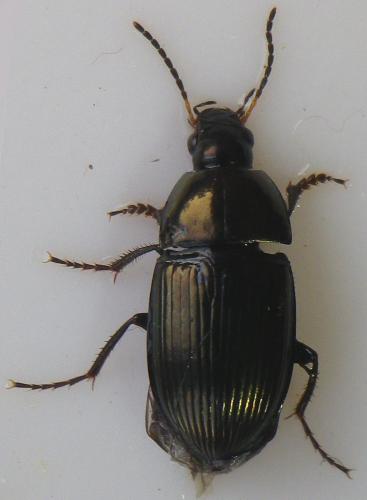 Réf. 162 079 : Amara ovata