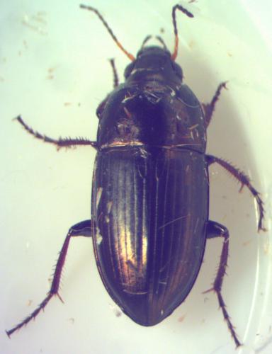 Amara aenea