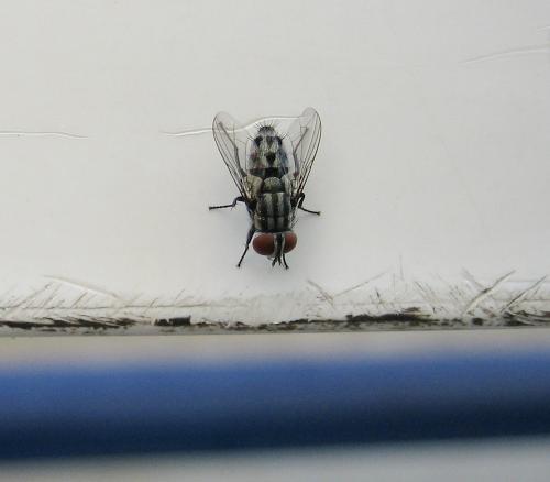 Réf. 162 471 : Amobia sp.
