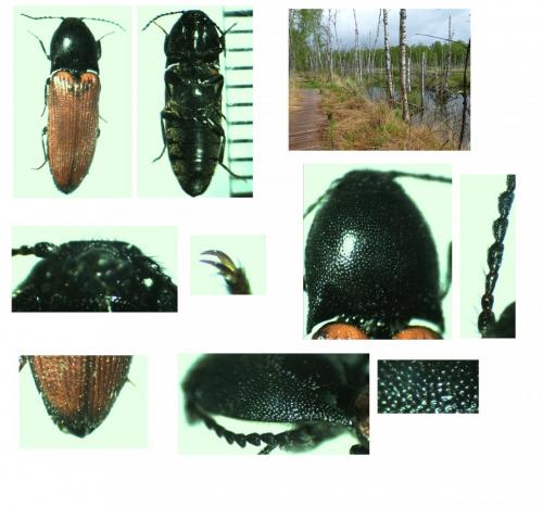 Ampedus pomonae