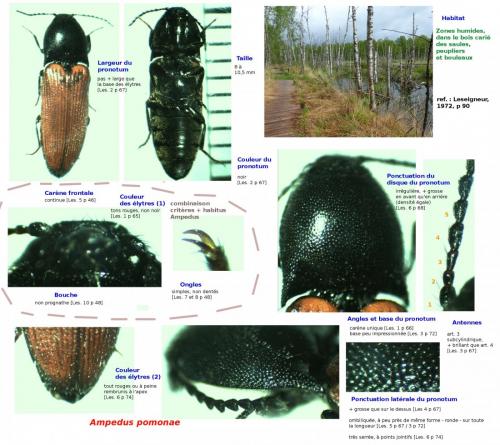 Ampedus pomonae