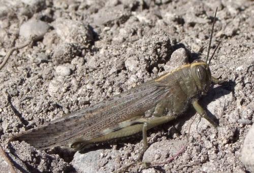Réf. 162 640 : Anacridium aegyptium