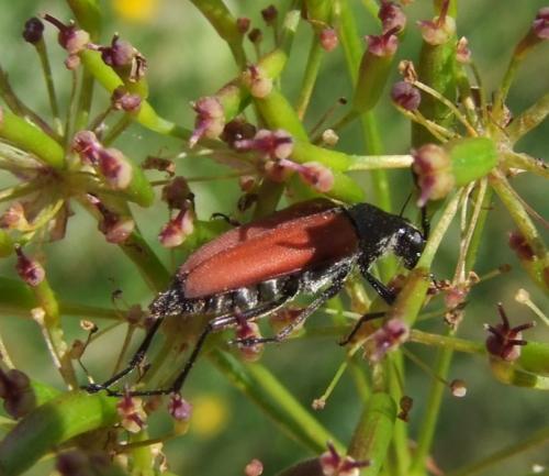 Anastrangalia sanguinolenta
