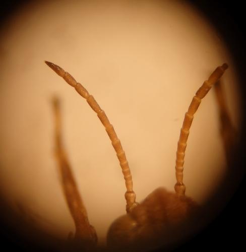 Réf. 162 680 : Tetrix bipunctata