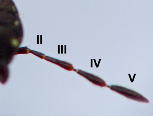 Réf. 162 815 : Thyreocoris scarabaeoides