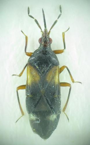 Anthocoris simulans