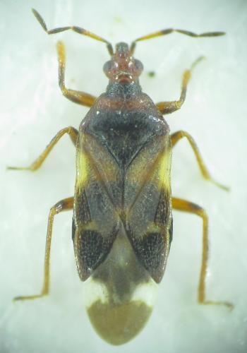 Anthocoris nemoralis