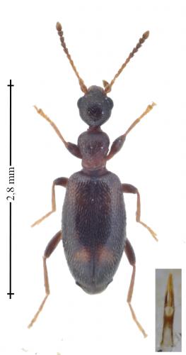 Réf. 162 042 : Cyclodinus constrictus