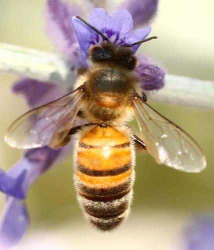 Apis mellifera