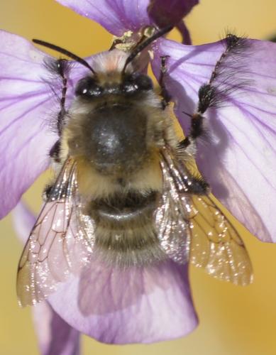 Anthophora plumipes