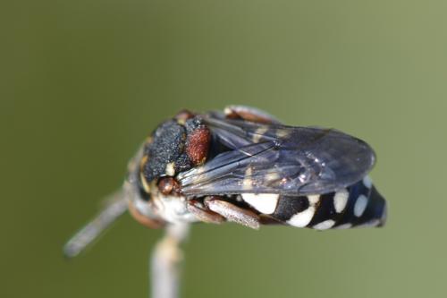 Réf. 162 453 : Epeolus sp.