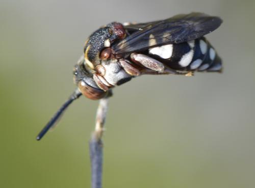Réf. 162 546 : Epeolus sp.