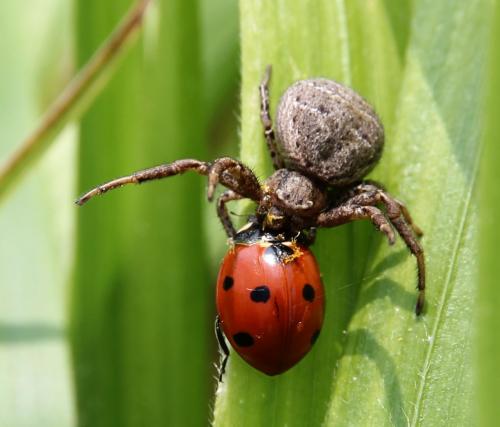 Xysticus sp.