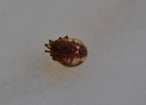 Steatoda triangulosa
