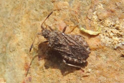 Arenocoris waltlii