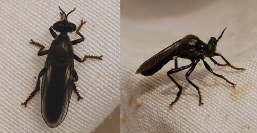 Dioctria atricapilla