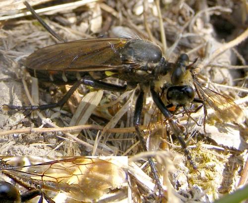 Réf. 162 263 : Astata sp.
