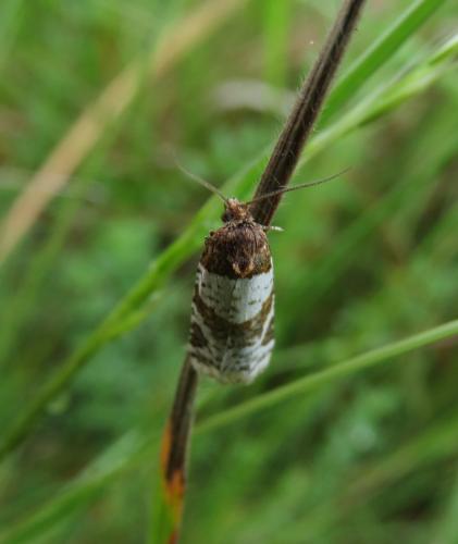 Periclepsis cinctana