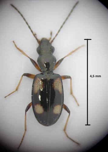 Réf. 162 161 : Bembidion genei illigeri