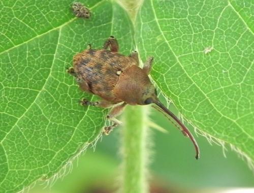 Réf. 162 202 : Curculio glandium