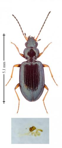Bembidion latinum