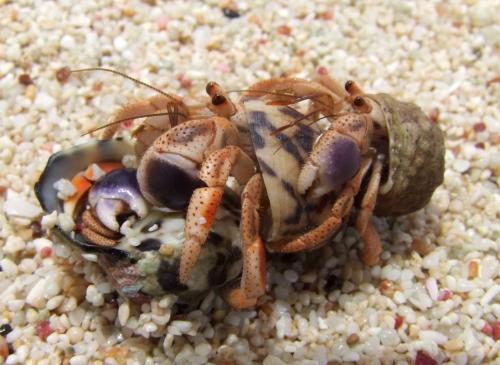 Coenobita clypeatus