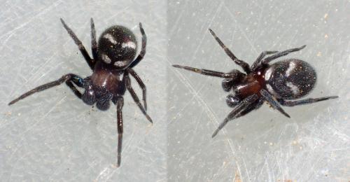 Titanoeca quadriguttata