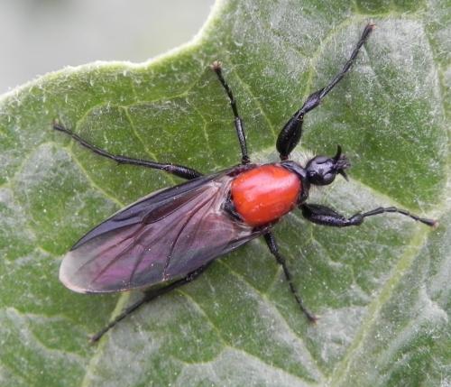 Réf. 162 219 : Bibio hortulanus