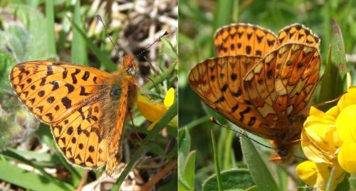 Boloria euphrosyne
