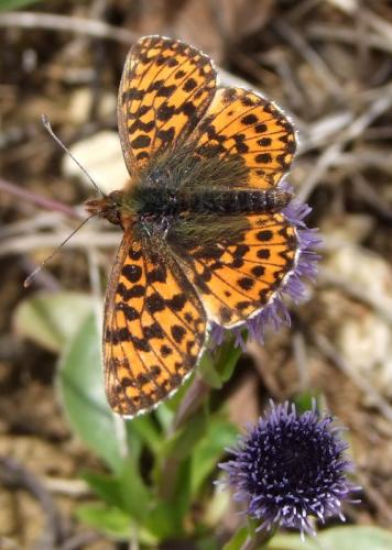 Réf. 162 569 : Boloria dia