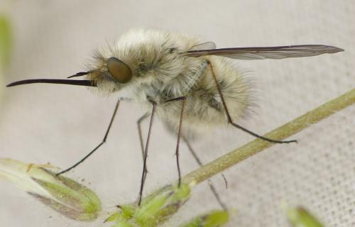 Bombylius venosus