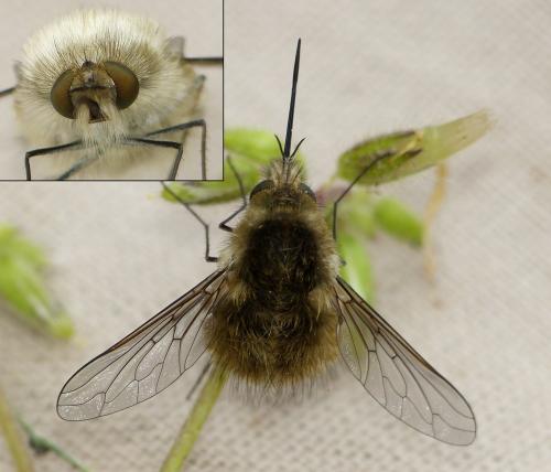 Bombylius venosus
