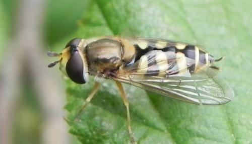 Eupeodes corollae
