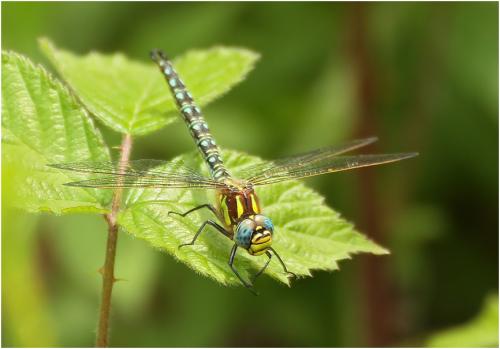 Brachytron pratense