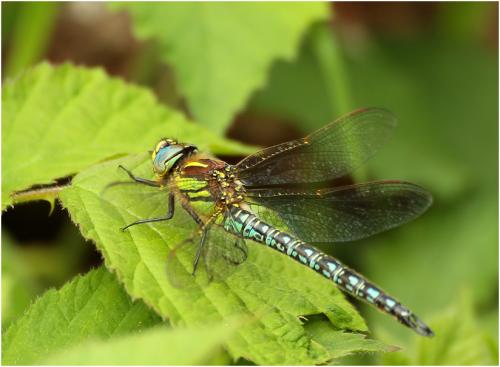 Brachytron pratense