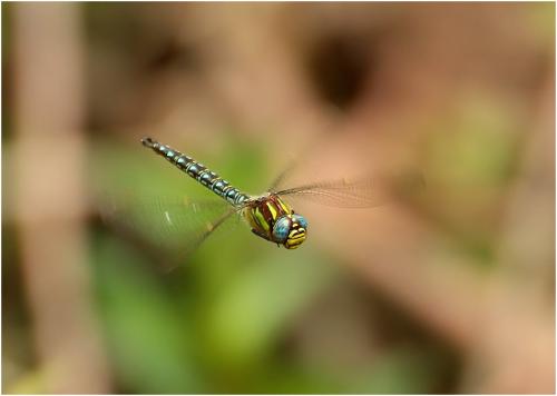 Brachytron pratense