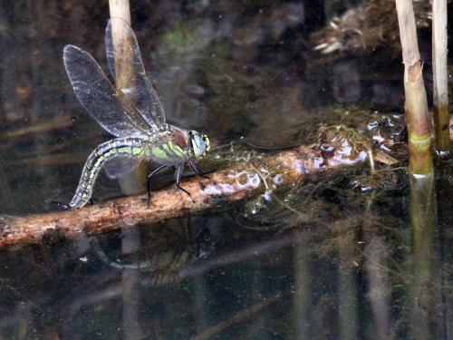 Brachytron pratense
