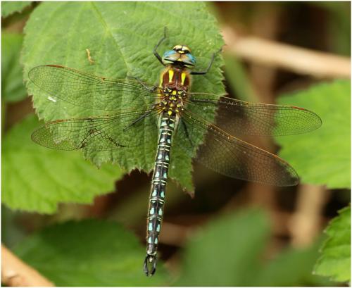 Brachytron pratense