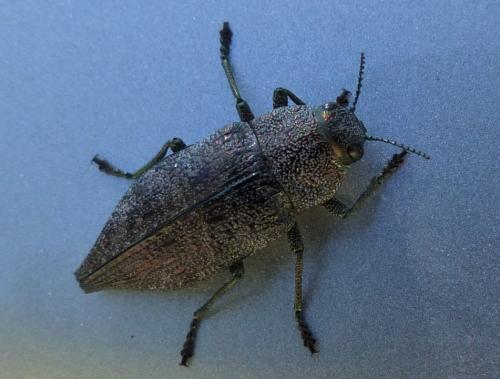 Dicerca aenea