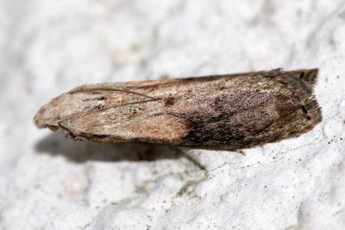 Réf. 162 376 : Aphomia sociella