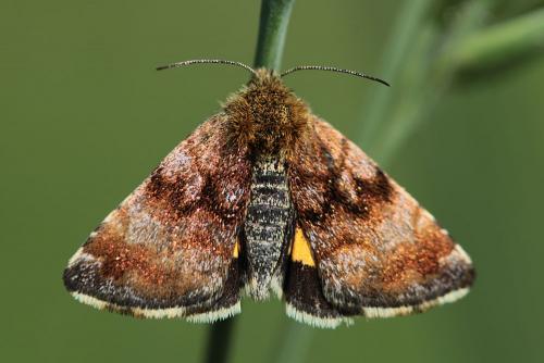 Réf. 162 259 : Panemeria tenebrata