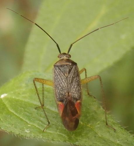 Réf. 162 858 : Closterotomus trivialis