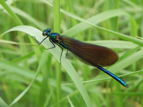 Calopteryx virgo